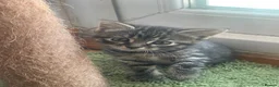 Mixed Breed cats for sale: Available Adorable Kittens - Ready to leave now in Barking - Advert 5