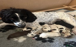 Sprocker dogs for sale: SPROCKER PUPPIES FOR SALE - Image 16