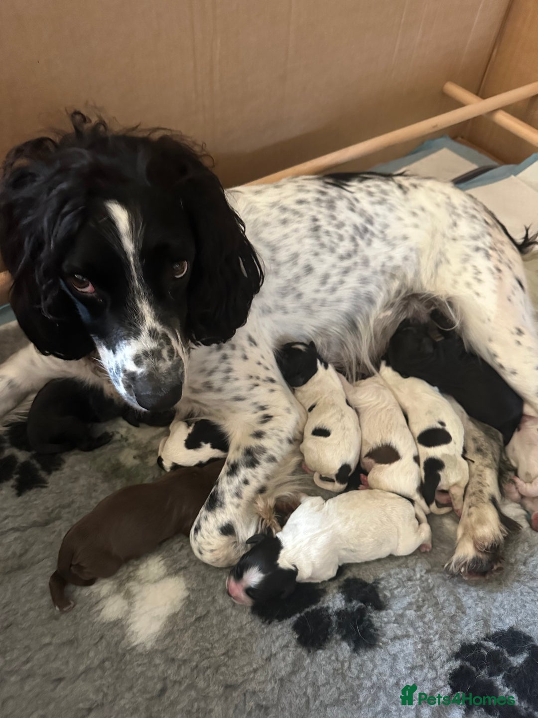 Sprocker dogs for sale: SPROCKER PUPPIES FOR SALE - Image 16