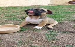 French Bulldog dogs for sale: BINGO  - Image 14
