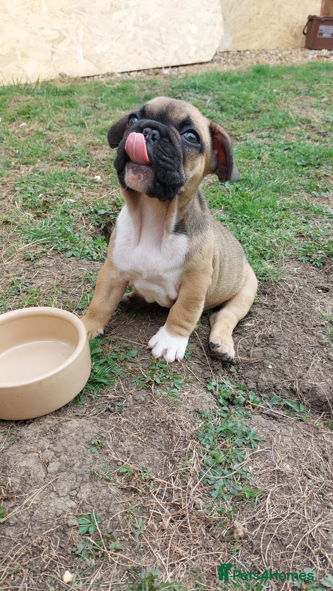French Bulldog dogs for sale: BINGO  - Image 14
