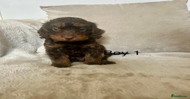 Cockapoo dogs - Advert 5