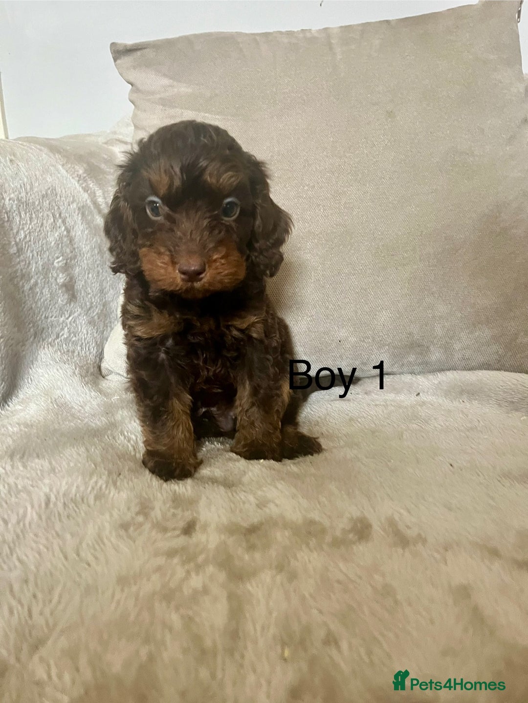 Cockapoo dogs for sale: Stunning F1B cockapoo’s READY TO GO NOW!!! - Image 2