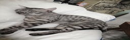 Savannah cats for stud:  silver spotted in Wickford - Advert 4