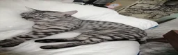 Savannah cats for stud:  silver spotted in Wickford - Advert 4