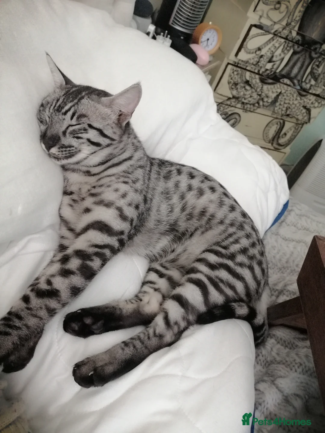 Savannah cats for stud:  silver spotted in Wickford - Advert 4