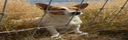 Jack Russell dogs for sale: Traditional Jack Russell puppies  in Bradford - Advert 1