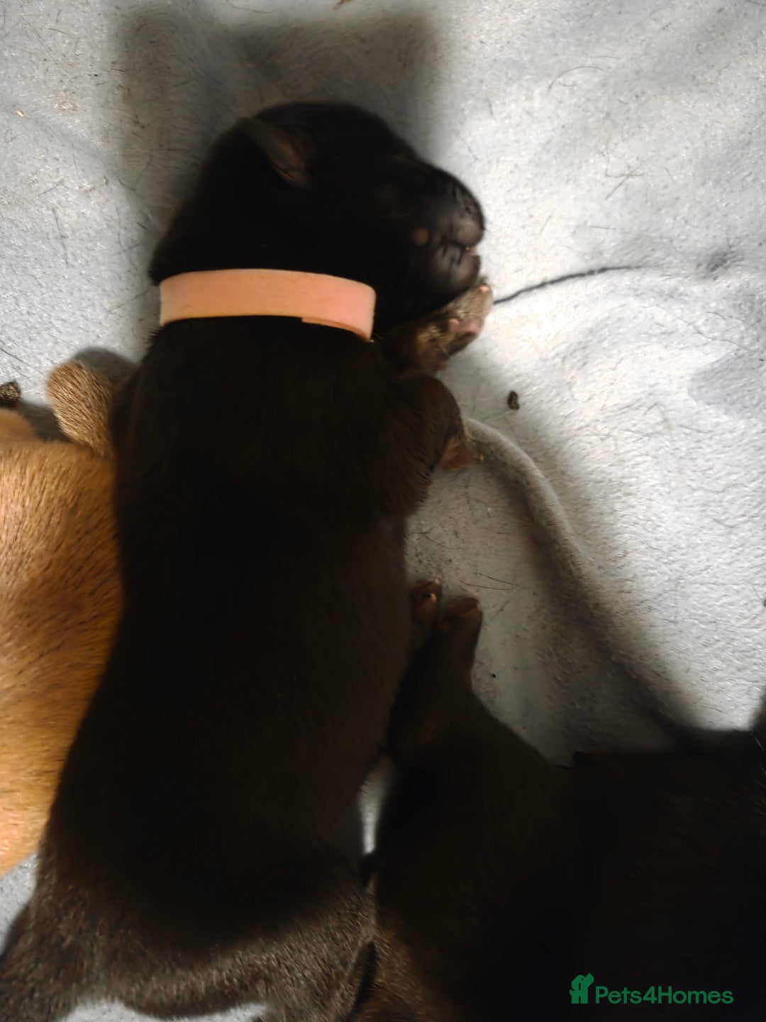 Mixed Breed dogs for sale: Shar pei cross husky puppies  - Image 5