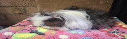 Guinea Pig rodents for sale: Baby PE Golden Sisters/Teddy/sheltie retired sows  - Advert 11