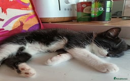British Shorthair cats for sale: 2 boy half silver tabby half tuxedo - Image 1