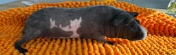 Guinea Pig rodents for sale: Bonded Skinny Boars  - Advert 2