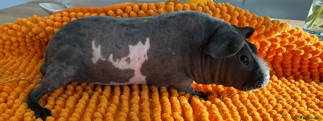 Guinea Pig rodents for sale: Bonded Skinny Boars  - Advert 2