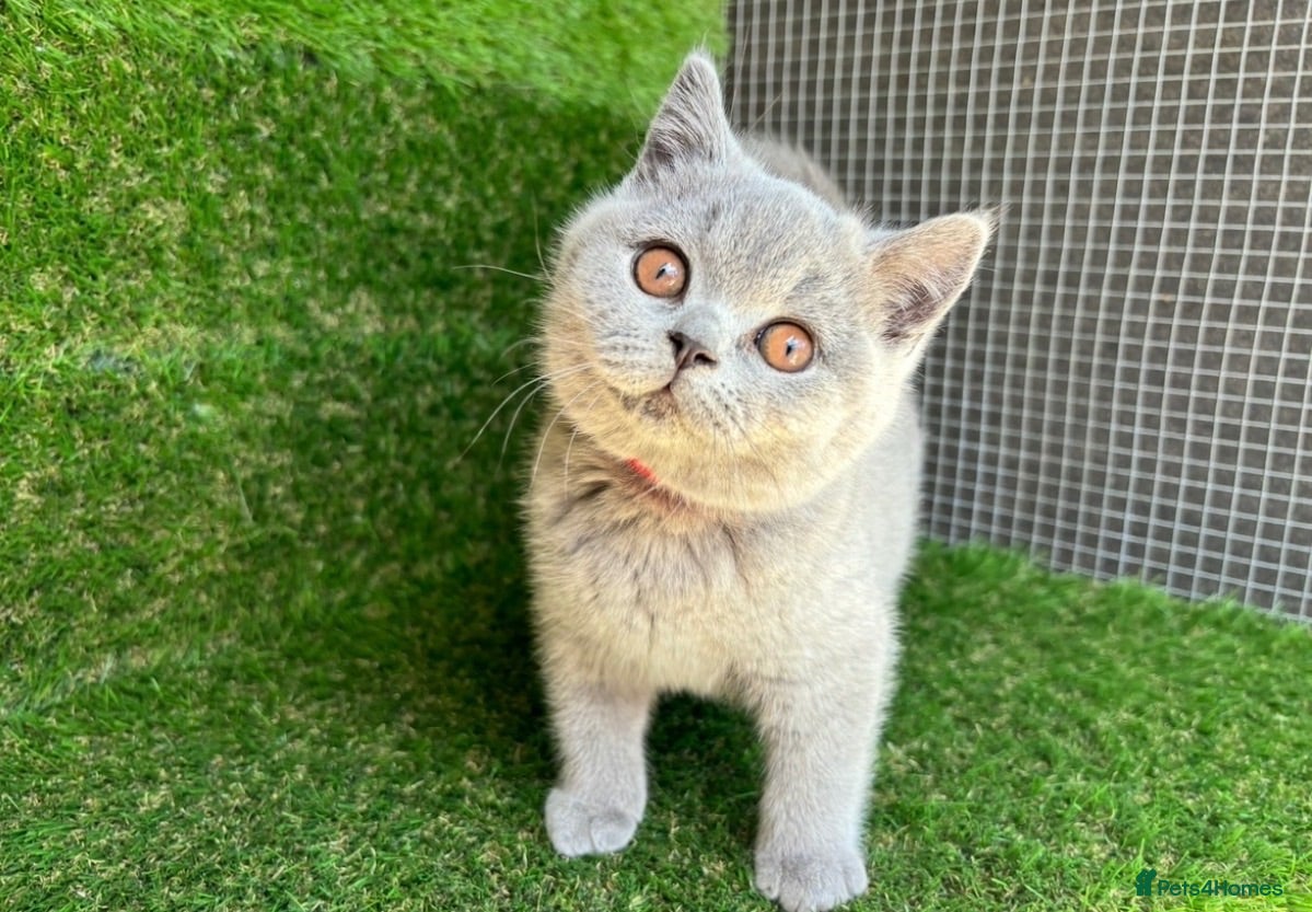 British Shorthair cats STUNNING GCCF REG BRITISH SHORTHAIR KITTENS  - Advert 1