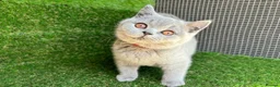 British Shorthair cats for sale: STUNNING GCCF REG BRITISH SHORTHAIR KITTENS  - Advert 1