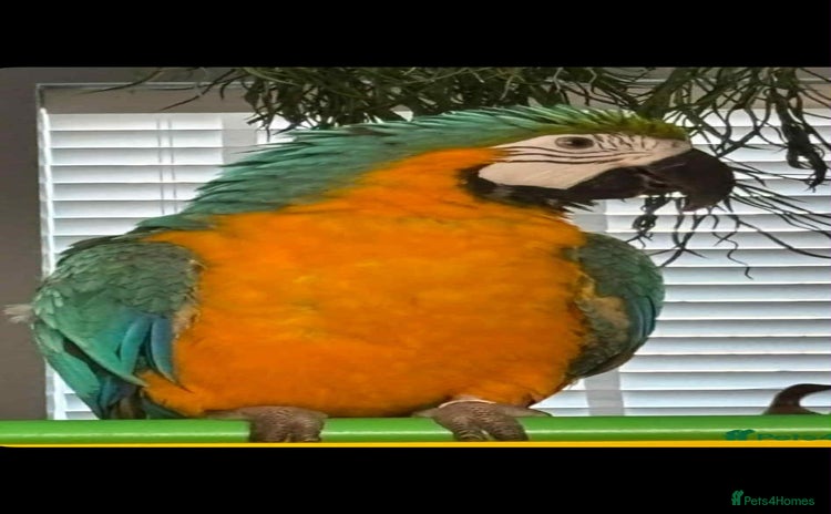 Parrots birds Blue and yellow macaw with cage - Advert 7