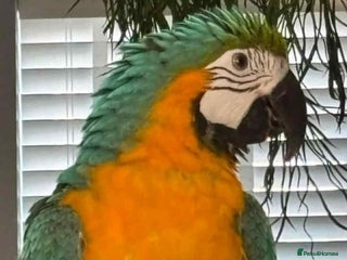 Parrots birds Blue and yellow macaw with cage - Advert 19