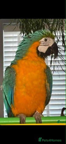 Parrots birds Blue and yellow macaw with cage - Advert 7