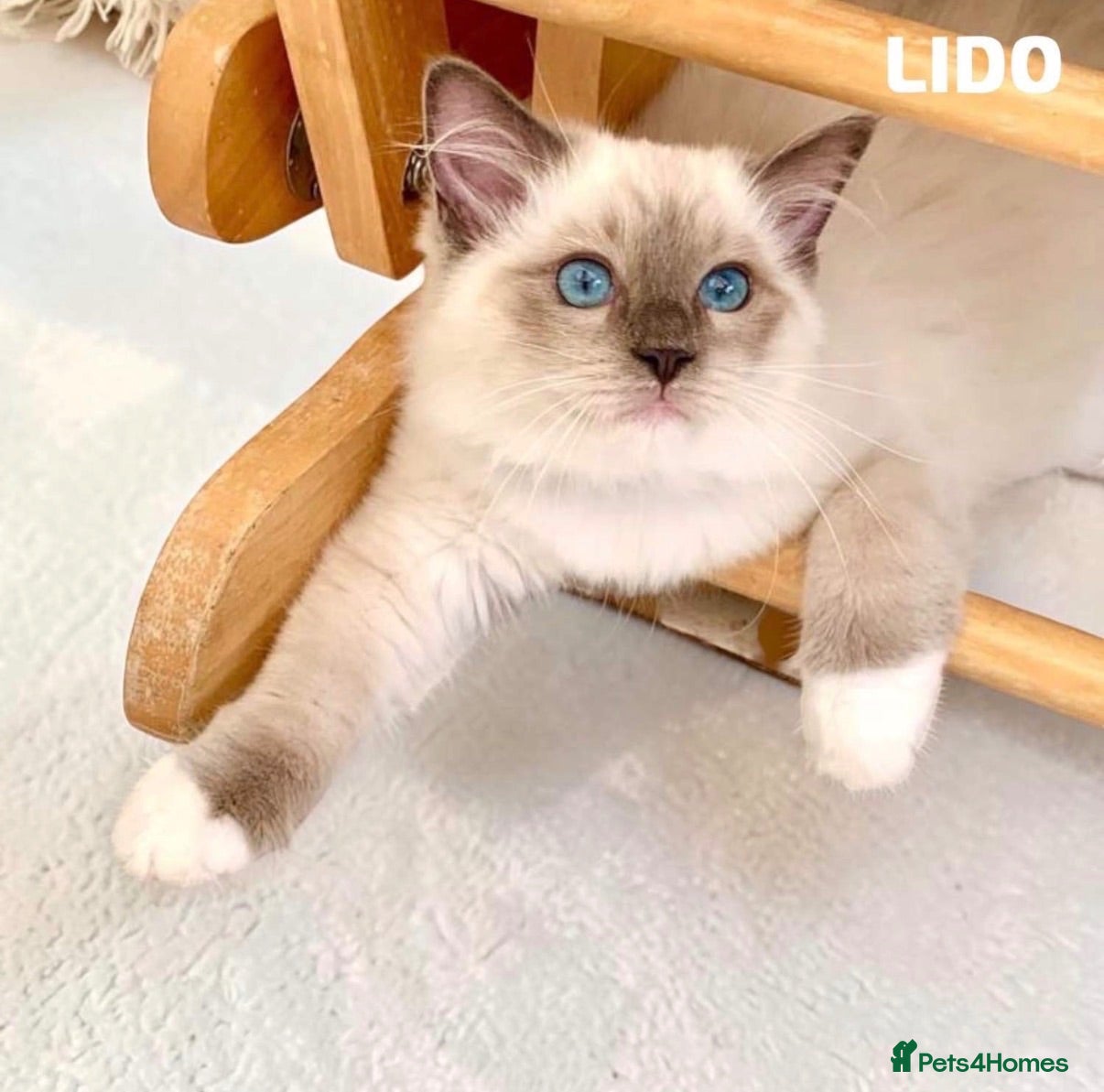 Ragdoll cats Stunning fluffy blue-point ragdoll female kittens  - Advert 1