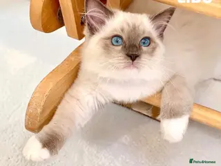 Ragdoll cats Stunning fluffy blue-point ragdoll female kittens - Advert 1