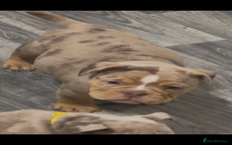 Olde English Bulldogge dogs for sale: Olde English Bulldogs - Advert 13