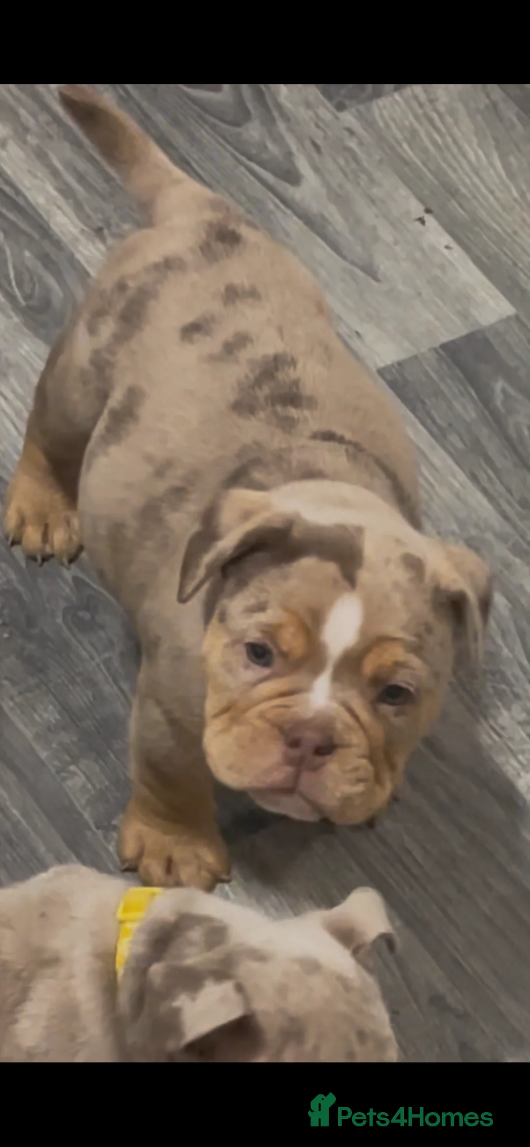 Olde English Bulldogge dogs for sale: Olde English Bulldogs - Advert 10