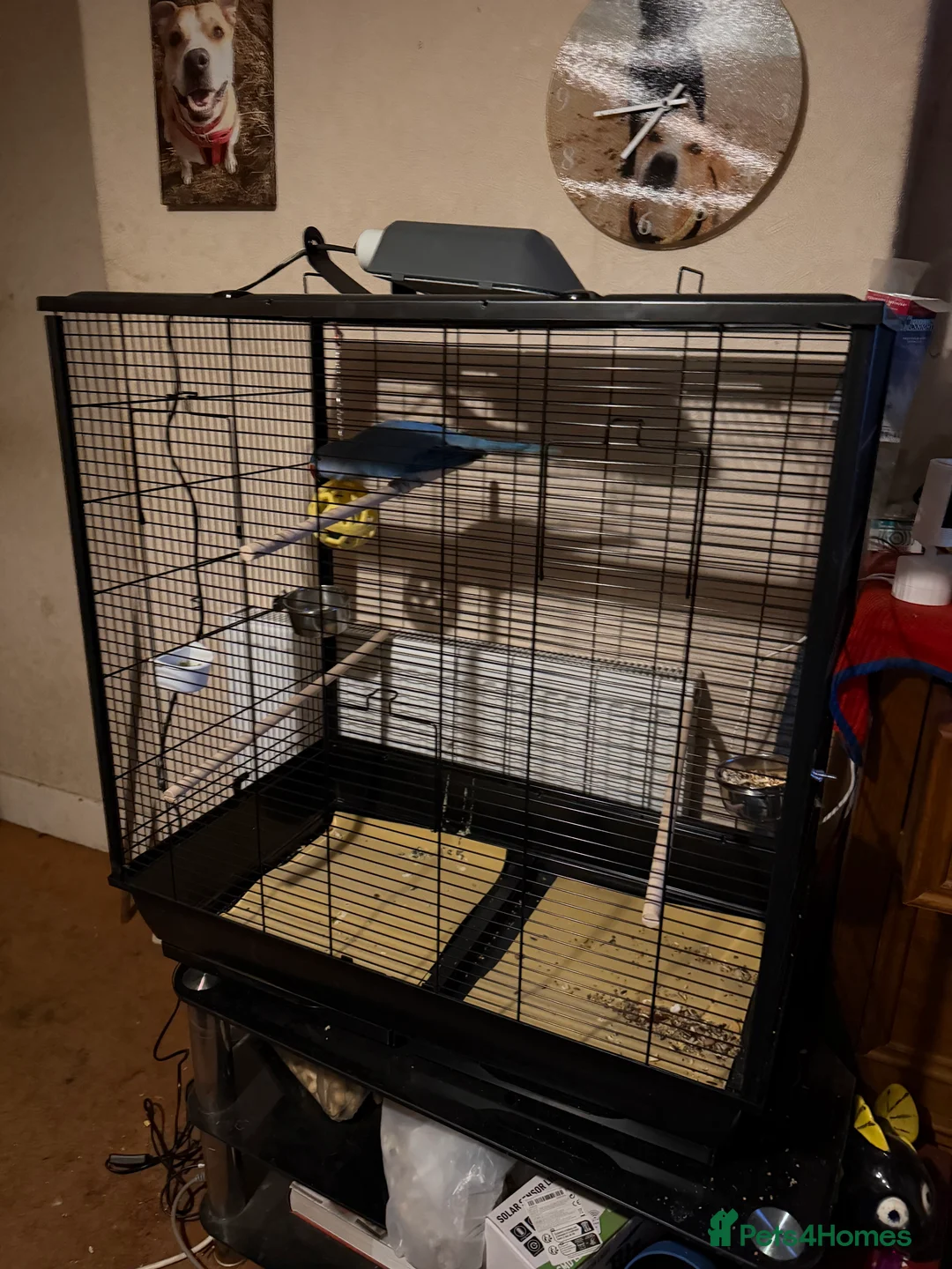 Parakeets birds for sale: Indian Ringneck  - Advert 2