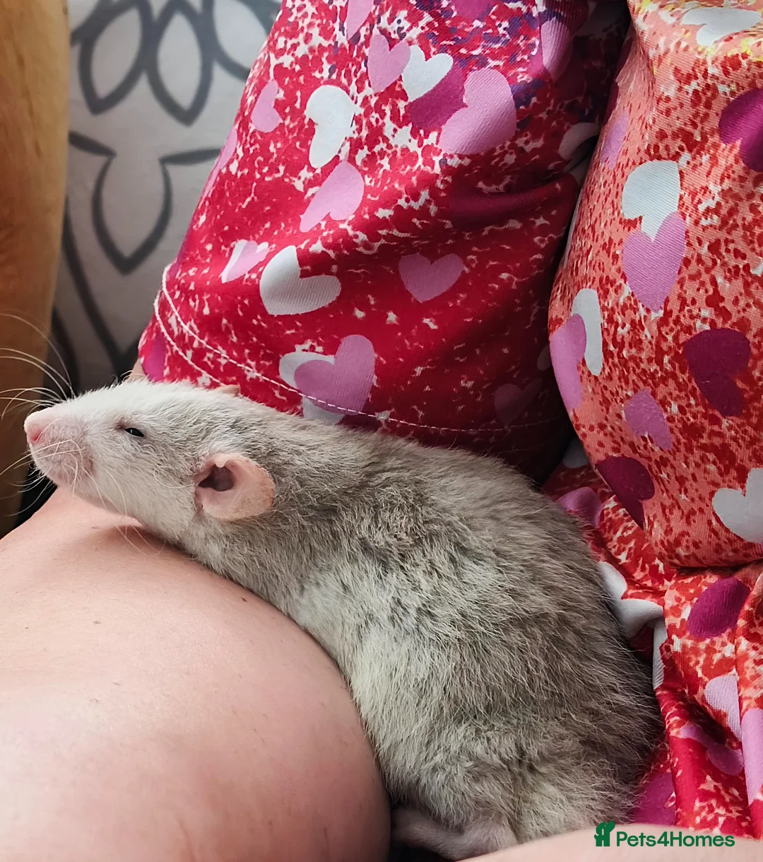 Rat rodents for sale: Baby rats! Mixed sexes and colours in Sheffield - Advert 1