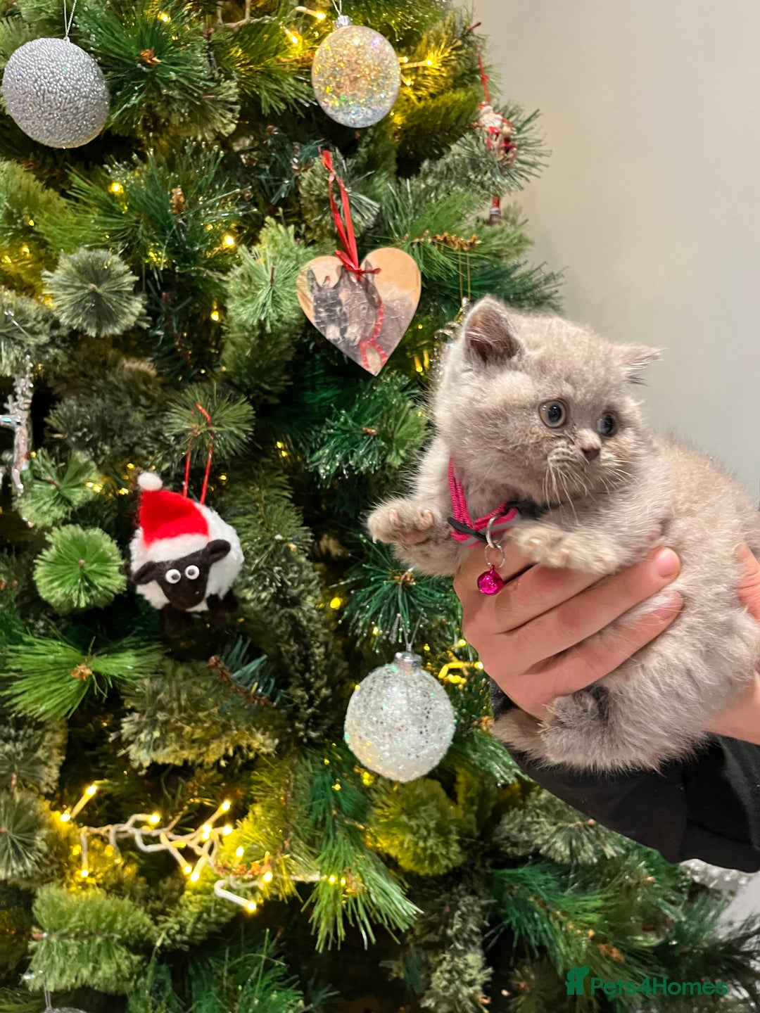 British Shorthair cats for sale: ⭐️ PURE BREED BRITISH SHORTHAIR KITTENS - Advert 7