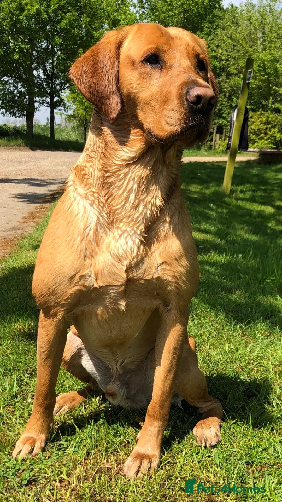 Labrador Retriever dogs for stud: Kc reg,Fully health tested Labrador stud suffolk in Eye - Advert 2