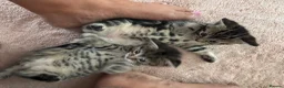 American Shorthair cats for sale: 2 stunning silver tabby boys - Advert 5