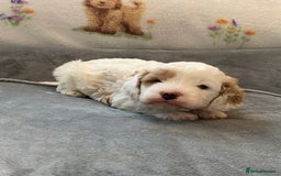 Cavapoo dogs for sale: Super cute, health tested, friendly Cavapoo pups  - Image 8