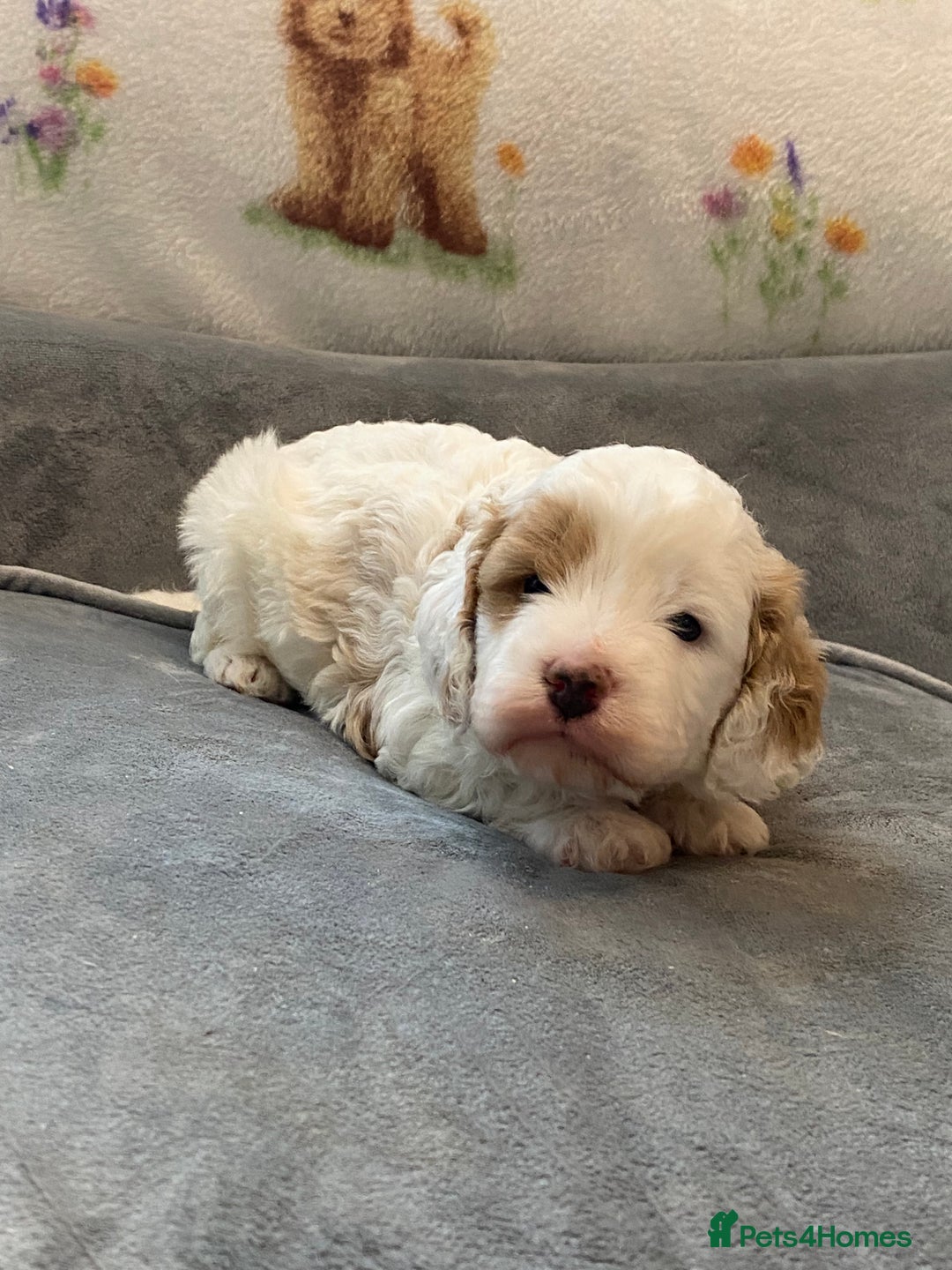 Cavapoo dogs for sale: Super cute, health tested, friendly Cavapoo pups  - Image 8