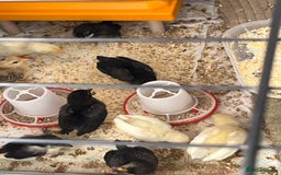 Chickens poultry for sale: Serama Chicks available to preorder  - Image 1