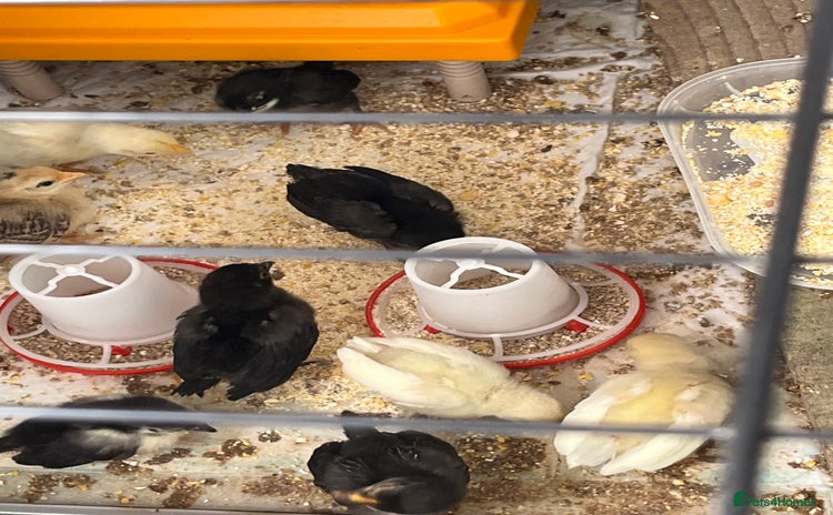 Chickens poultry - Advert 15