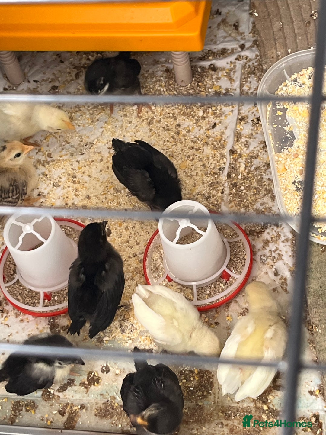 Chickens poultry for sale: Serama Chicks available to preorder  - Image 1