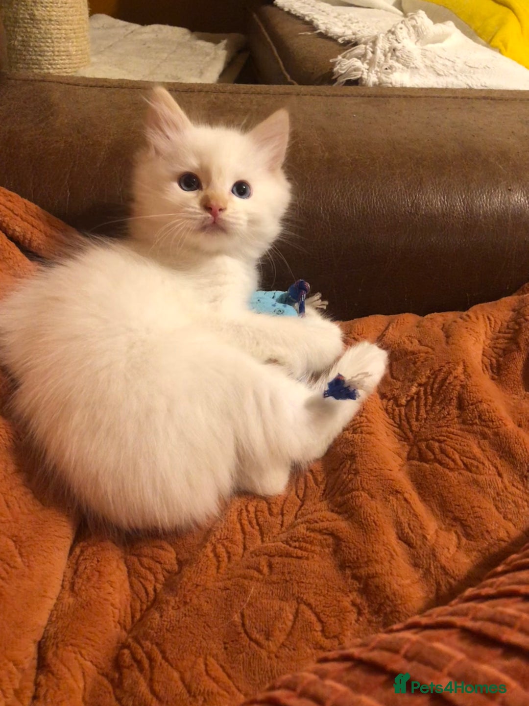 Ragdoll cats for sale: Tica reg Cherubim Ragdoll bonded siblings. Male.  - Advert 7