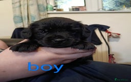 Mixed Breed dogs for sale: Frenchie x Sprocker pups - Image 4