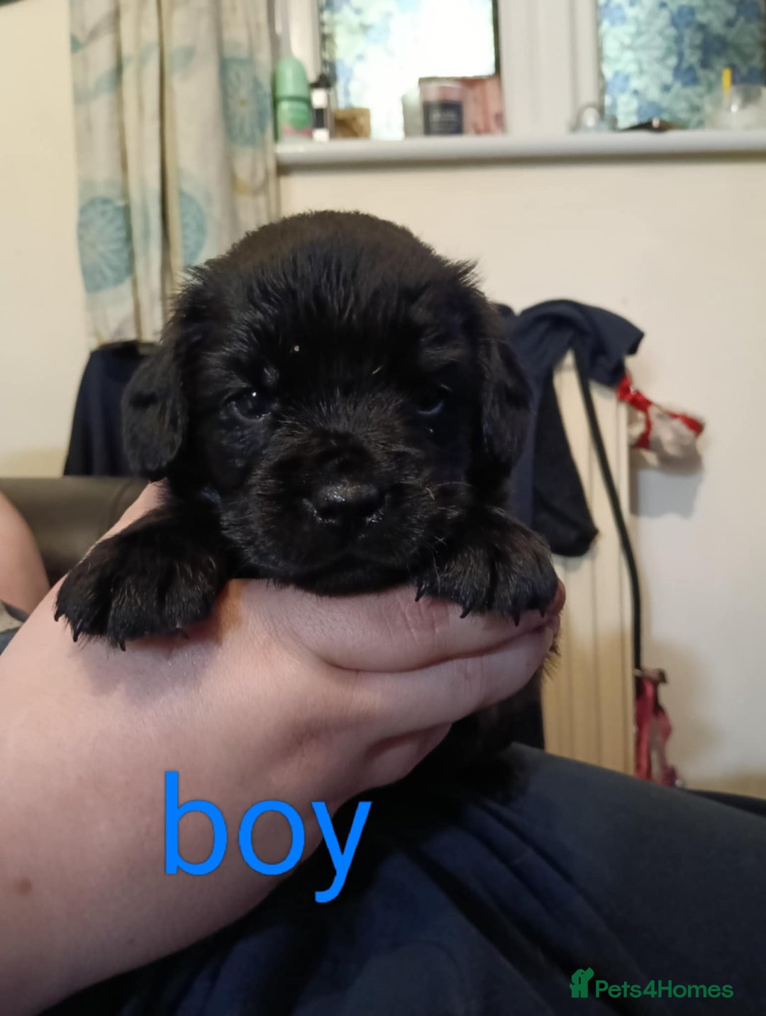 Mixed Breed dogs for sale: Frenchie x Sprocker pups - Image 4