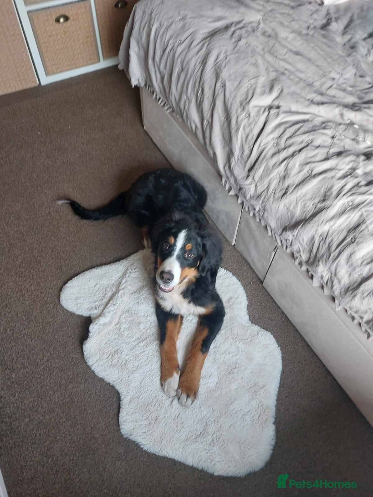 Bernese Mountain Dog dogs Bernese Mountain Dog  - Advert 2