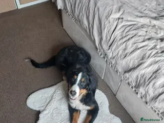 Bernese Mountain Dog dogs Bernese Mountain Dog - Advert 2