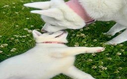 Akita dogs for sale: 2 Akita puppies 1 female 1 male  - Image 2