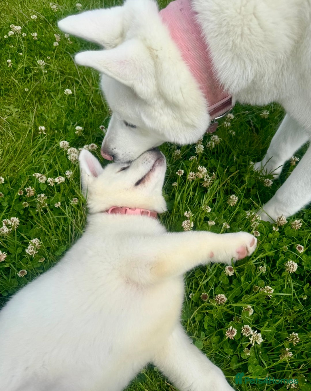 Akita dogs for sale: 2 Akita puppies 1 female 1 male  - Image 2