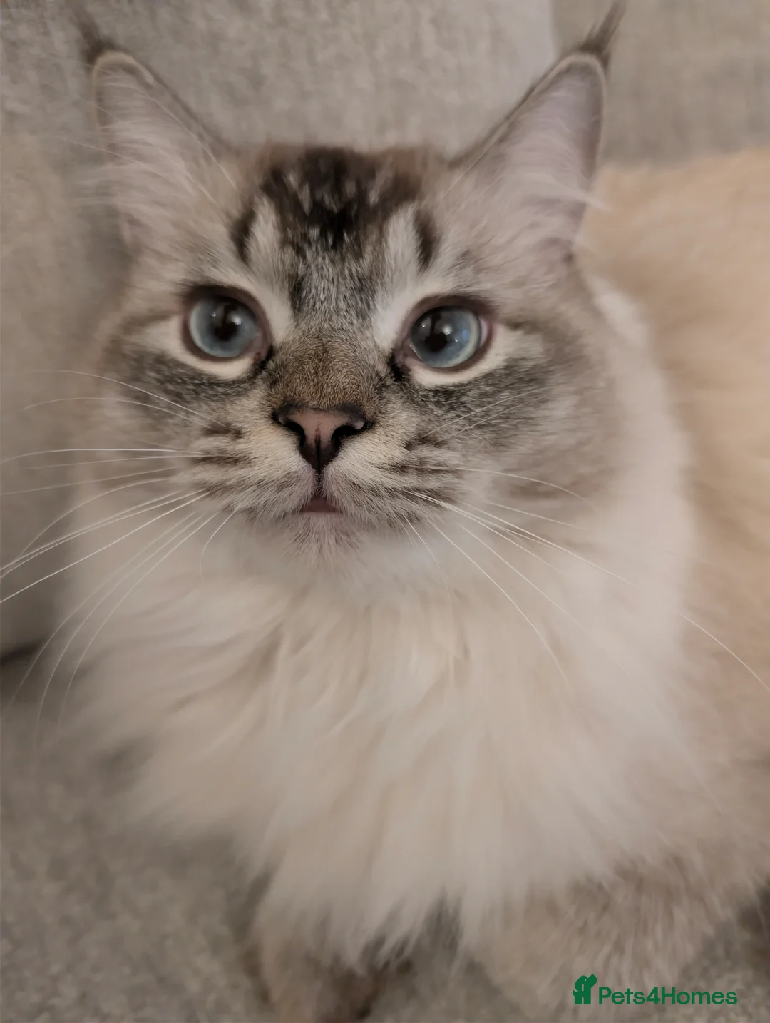 Ragdoll cats for sale: Beautiful 12 months old fur baby  - Advert 1