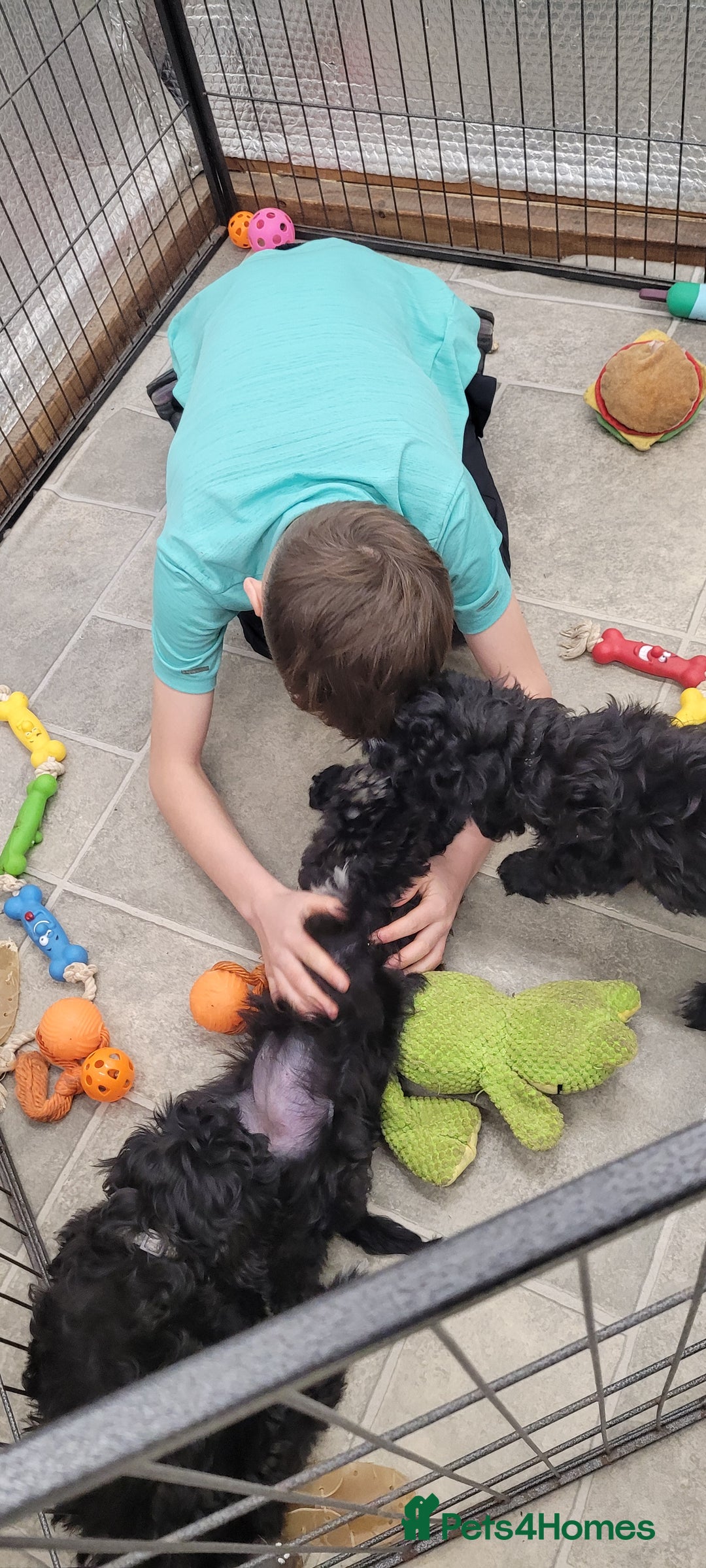 Cockapoo dogs for sale: 3 Stunning Black Girls F1 Show type cockapoos - Advert 29