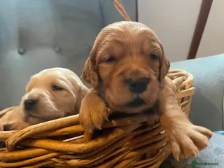 Golden Retriever dogs KC Regisrered and tested Golden Retreivers - Advert 5