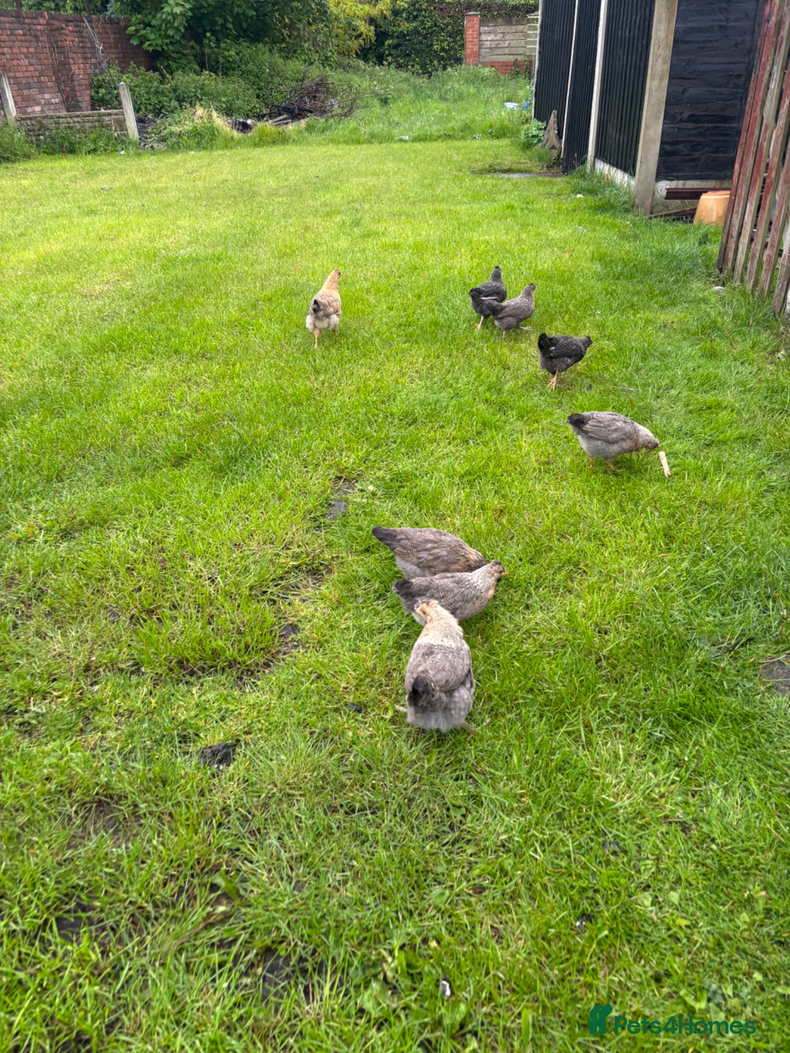 Chickens poultry Off heat chicks for sale  - Advert 1