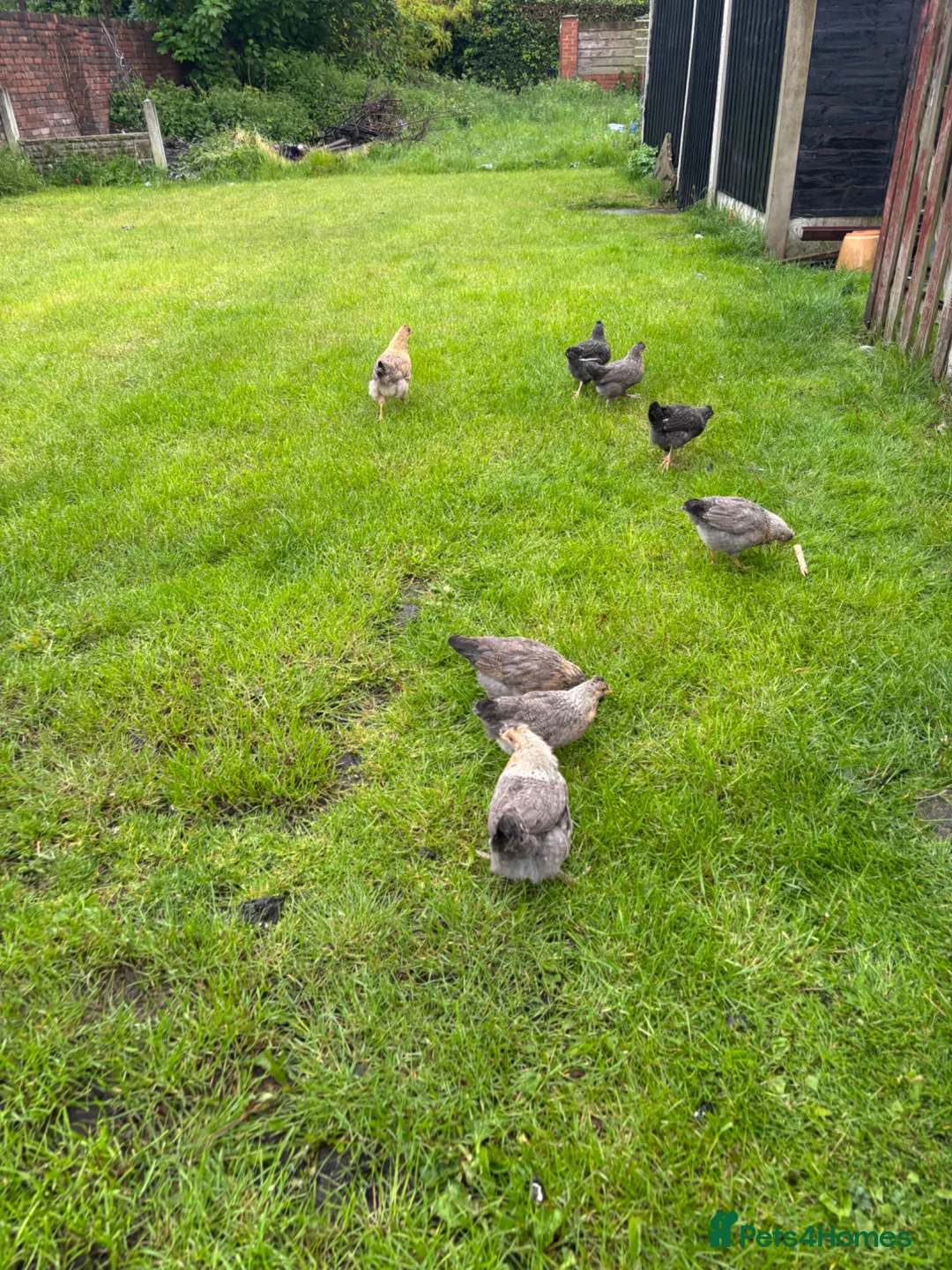 Chickens poultry for sale: Off heat chicks for sale  - Advert 1