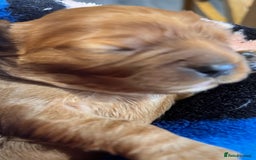 Cavalier King Charles Spaniel dogs for sale: Health Tested Parents - Image 20