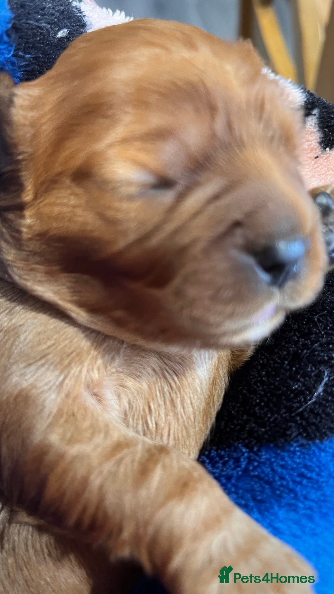 Cavalier King Charles Spaniel dogs for sale: Health Tested Parents - Image 20