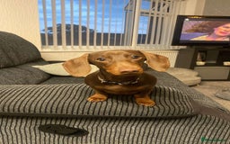 Miniature Dachshund dogs for sale: Chocolate Brown Miniature Dachshund 3 Years Old   - Advert 4